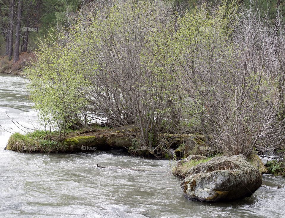 Whitewater on the Deschutes River at Lava Island on a spring day as the deciduous trees on the bank grow fresh new leaves to join the green of the ponderosa pine trees. 