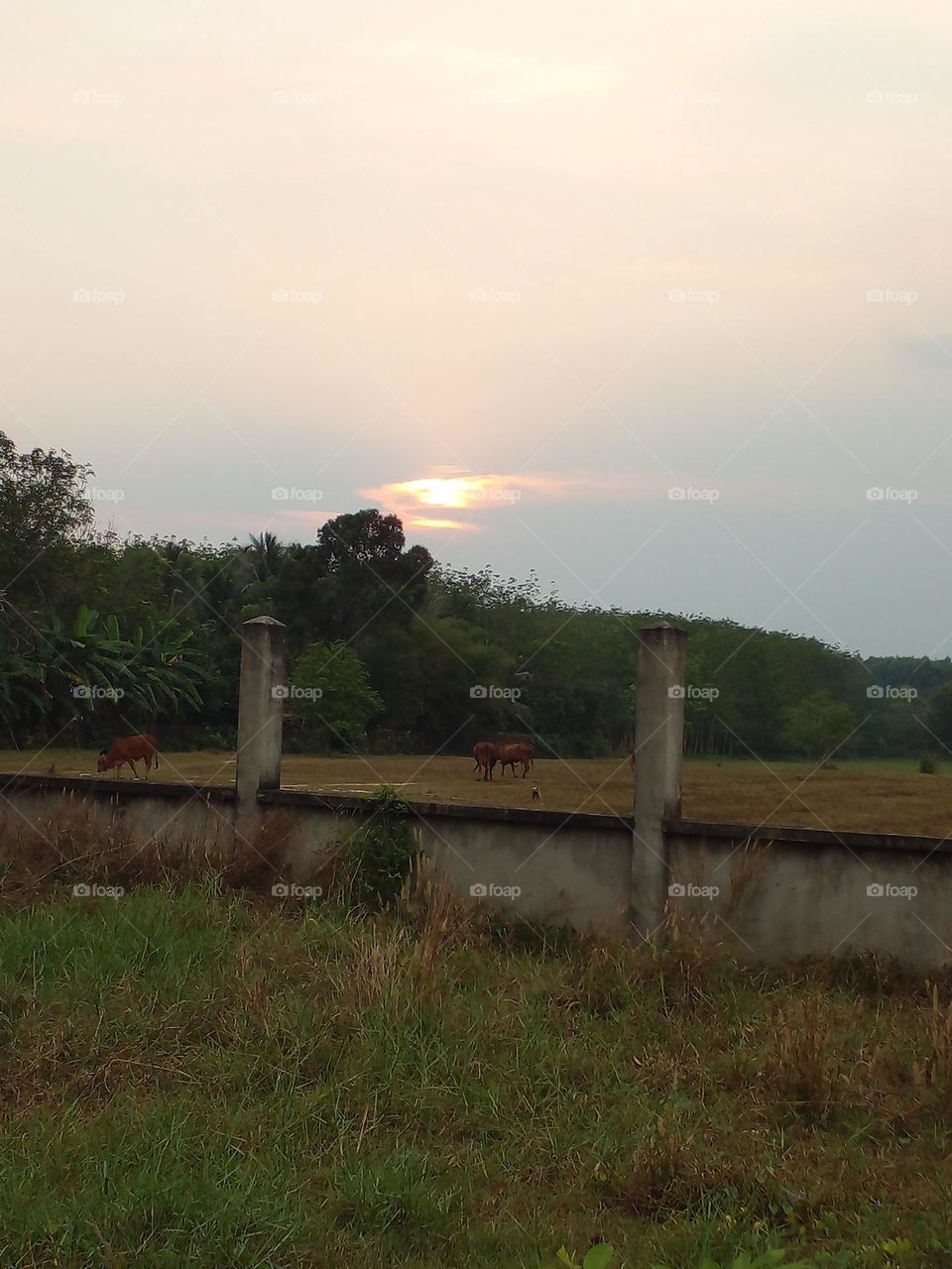 Hoàng hôn khuất sau hàng cây.