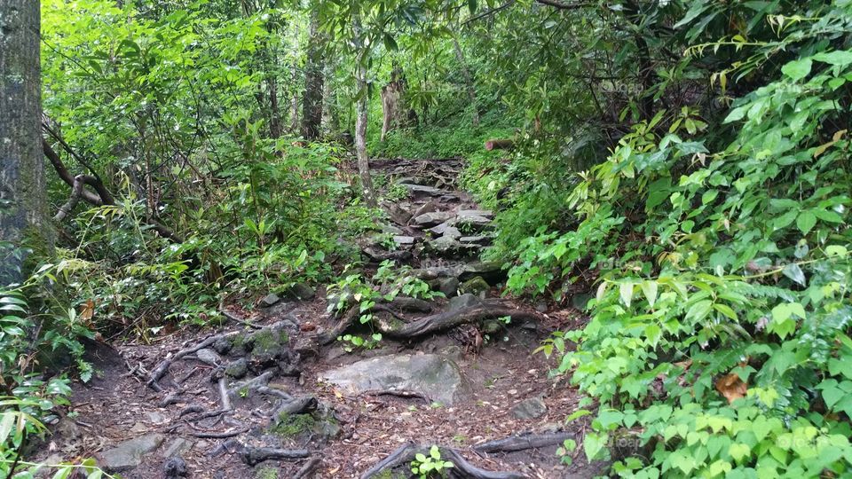 The hiking Trail of Nantahala National Forest, North Carolina