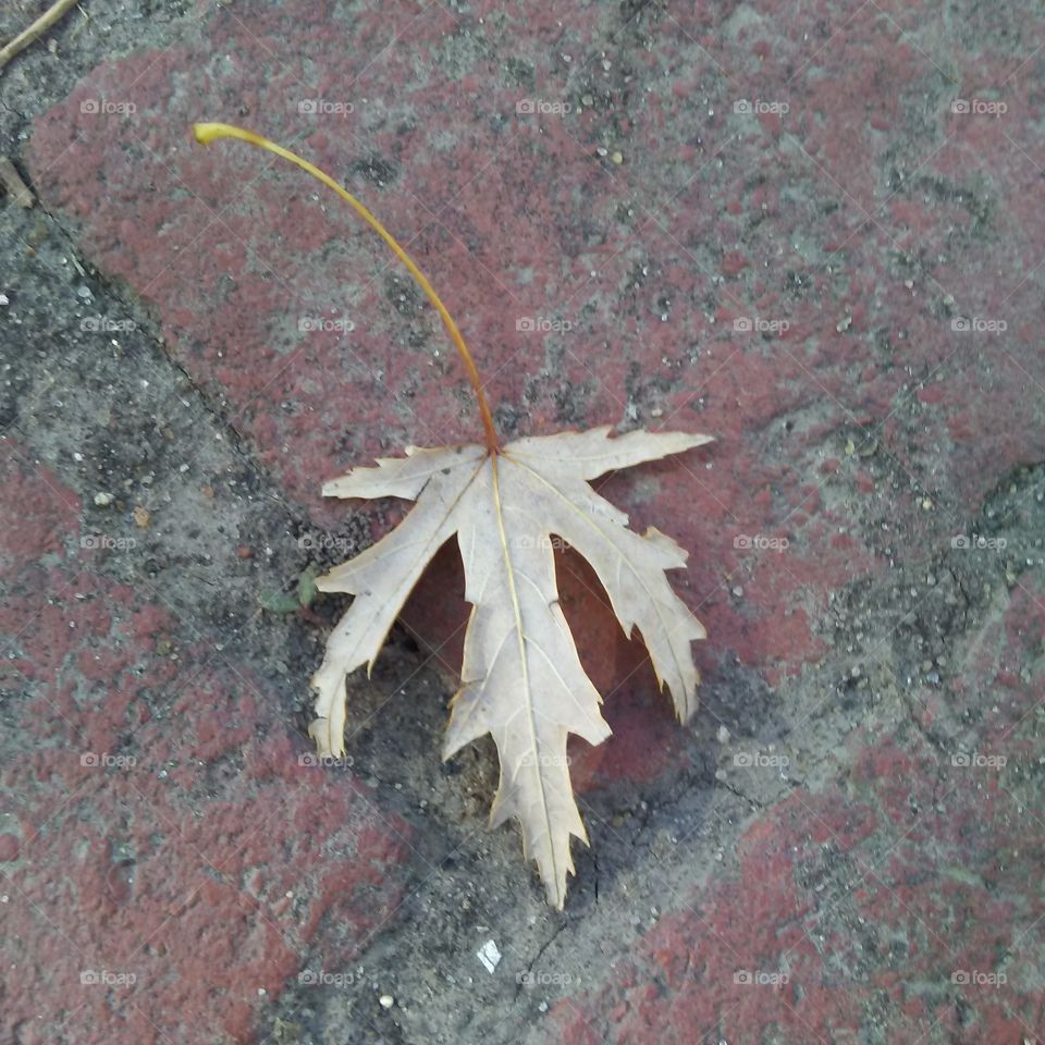 leaf in brick