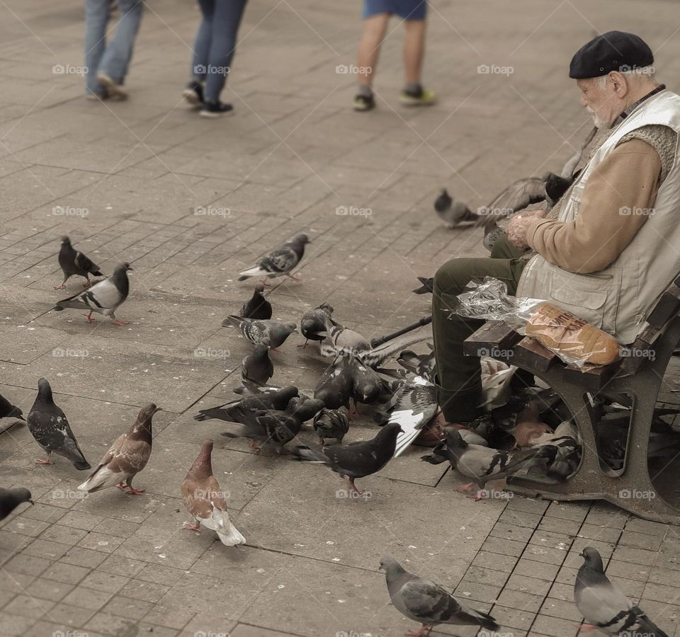 The lonely man and the doves