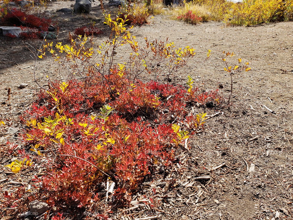 Brilliant fall colors of a landscape on the shores of Elk Lake in Oregon’s Cascade Mountains