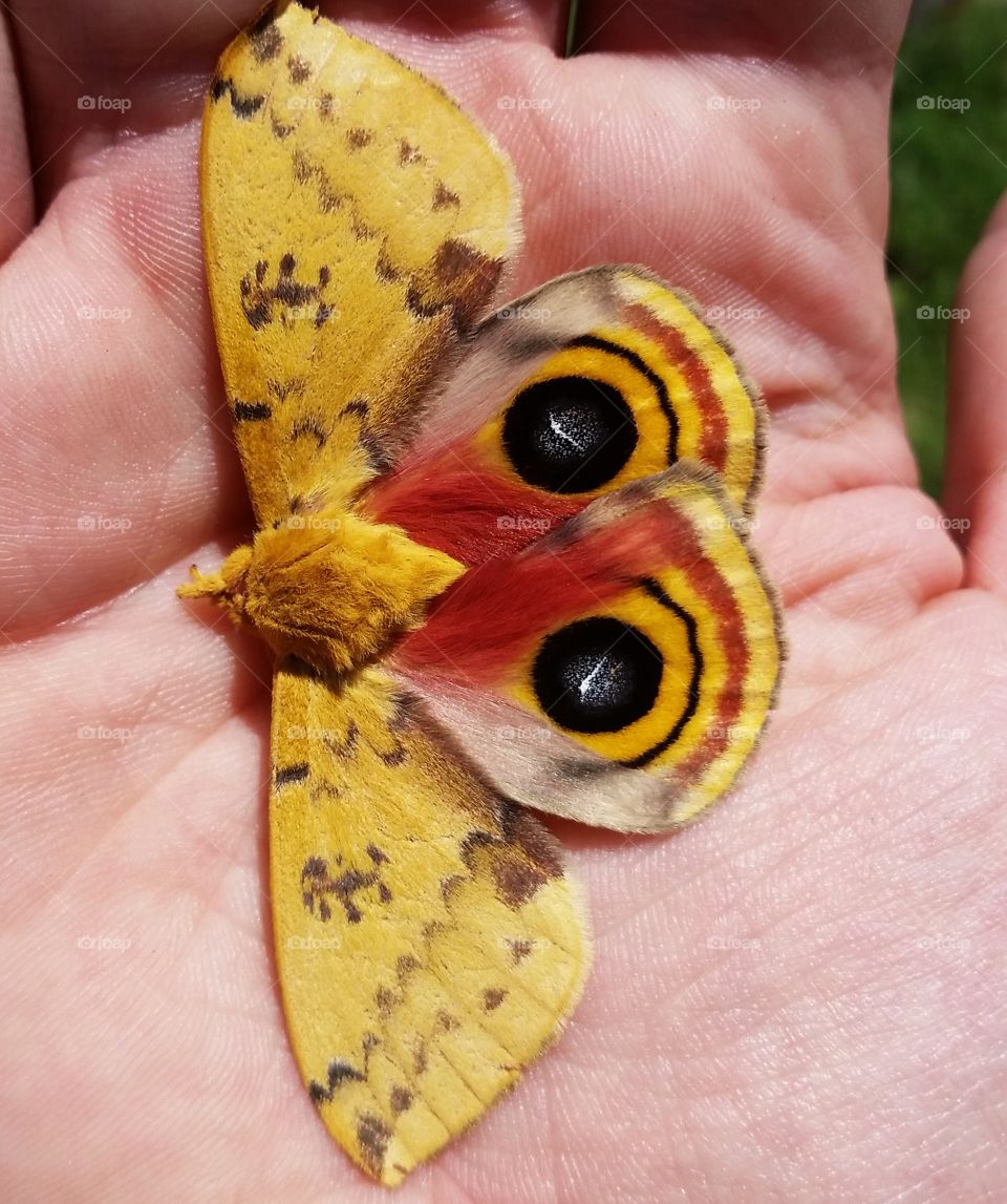 Io moth