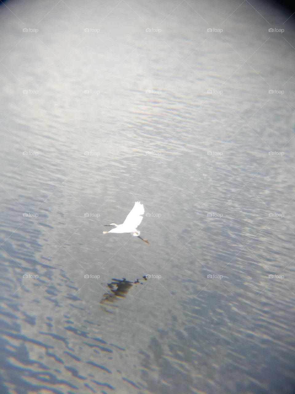 Egret flying over Peace River, Punta Gorda FL