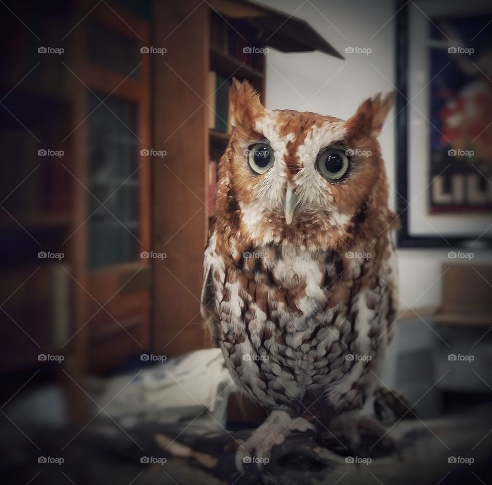 A Beautiful Live Screech Owl Inside a Book Store