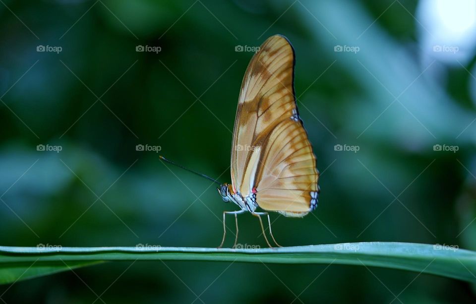 Beautiful and cute butterfly