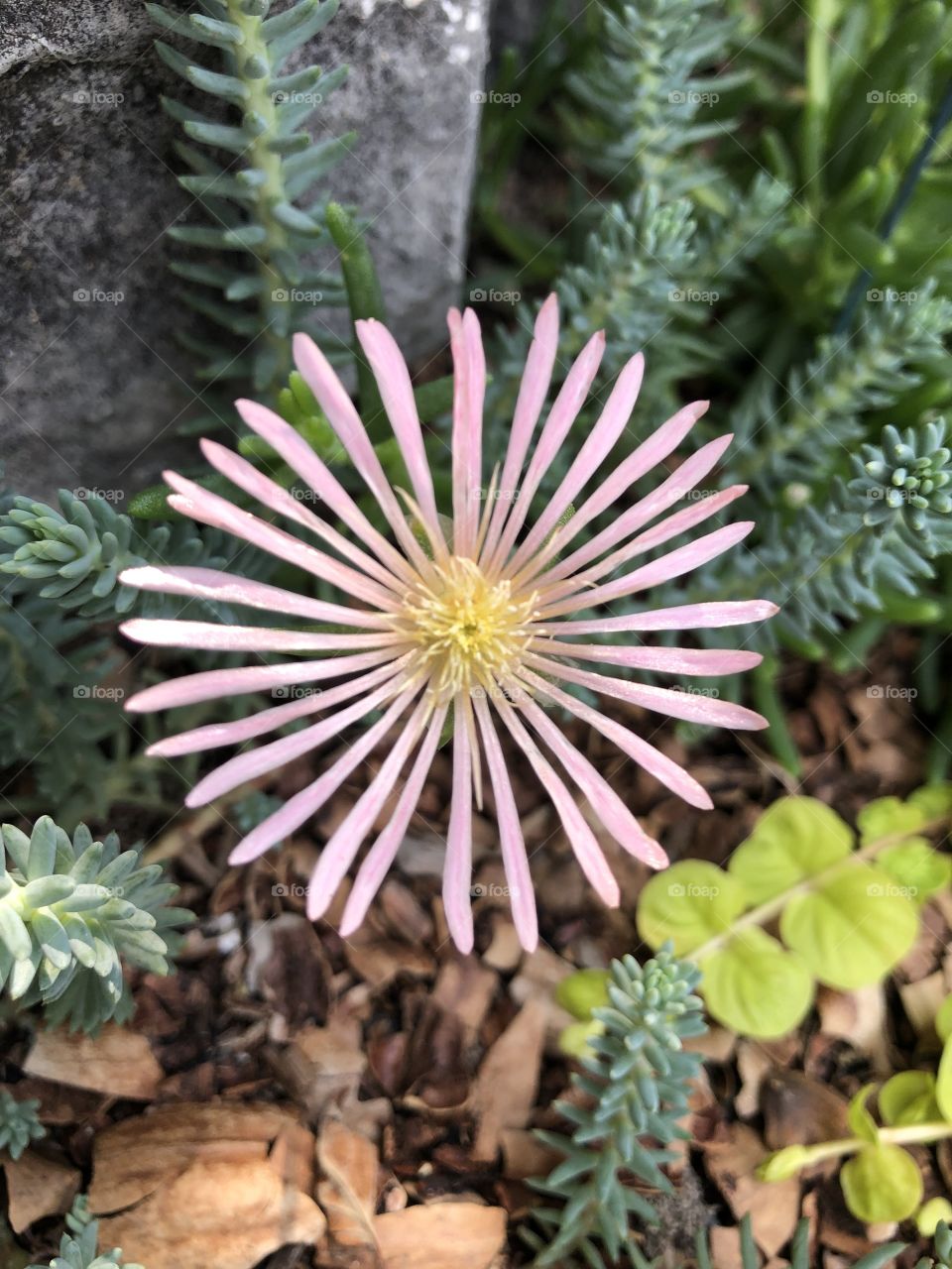 Pink flower in garden