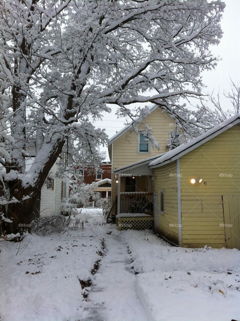 Winter - maple tree branches ladened with snow beside a yellow house