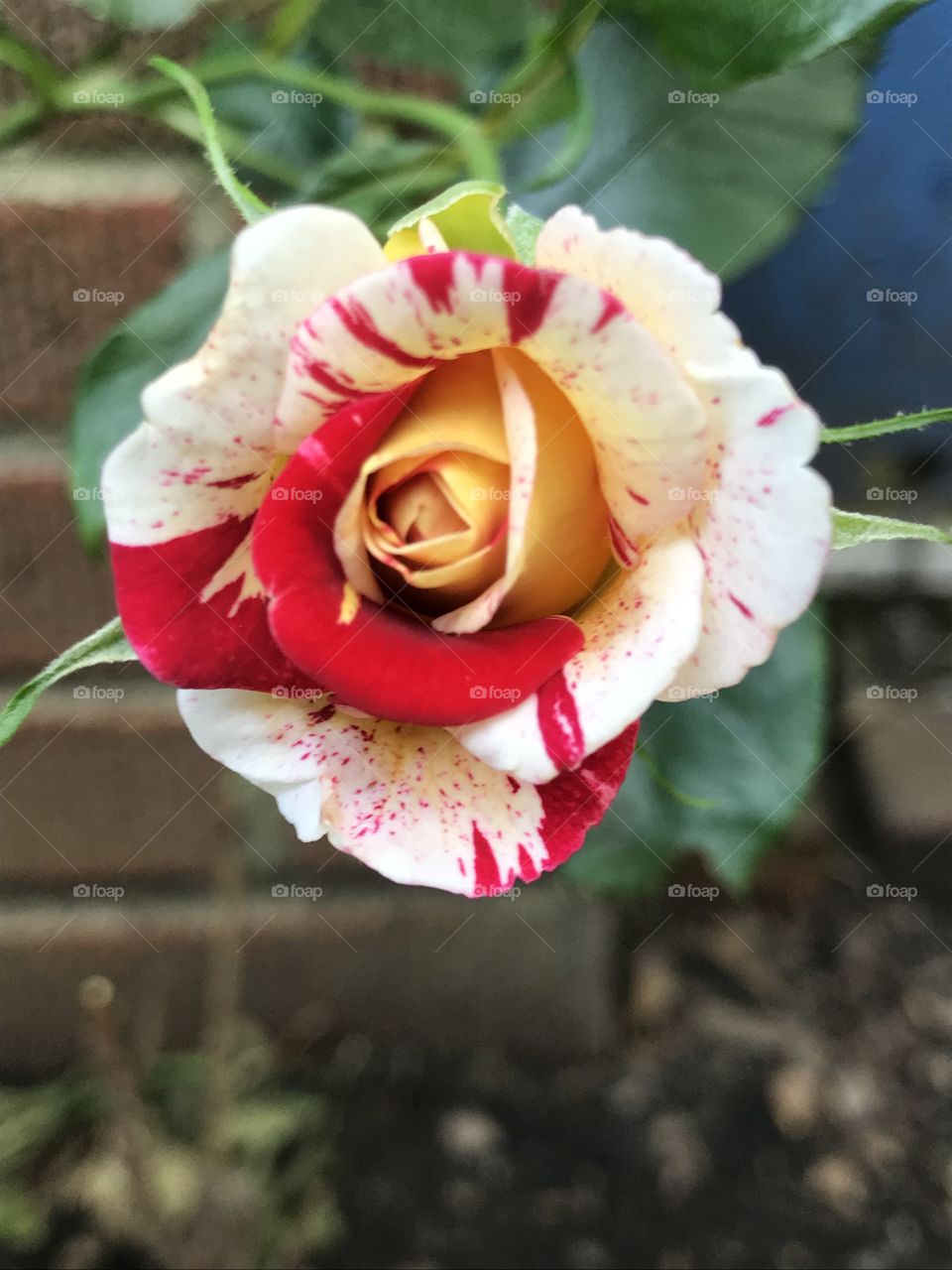 Spider rose in bloom