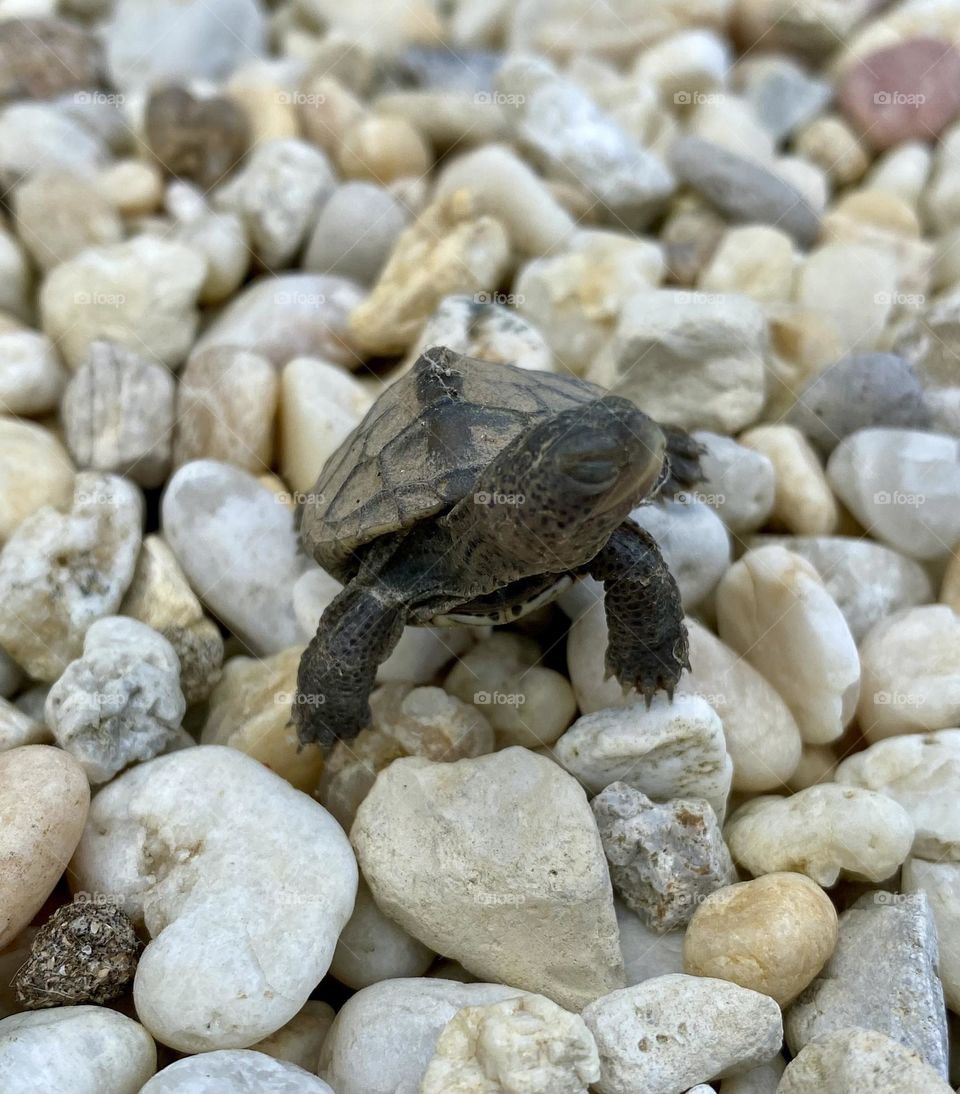 Baby turtle