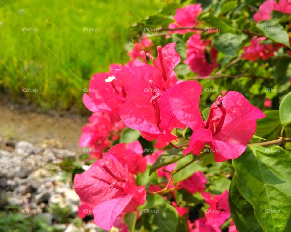 Red flower on the park