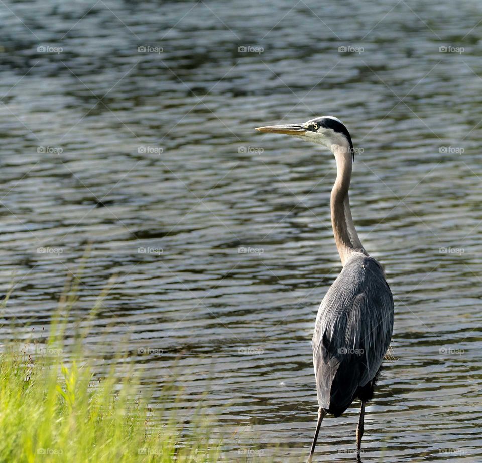 blue heron