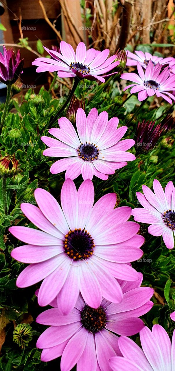 Blüten des Frühlings