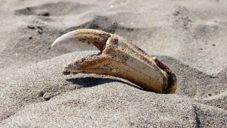 Crab claw