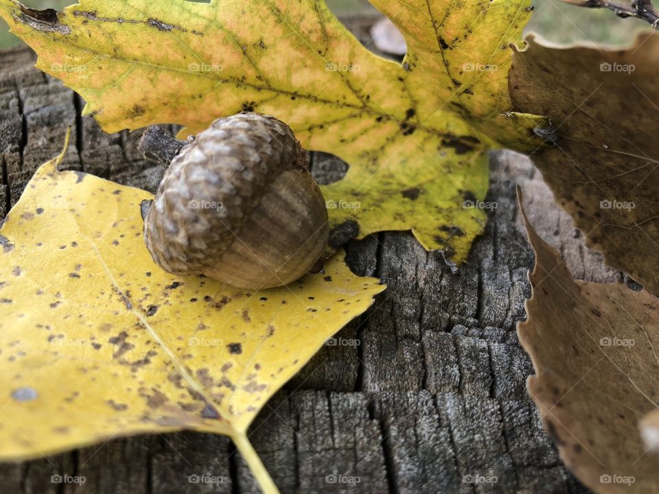 Leaves and a little acorn