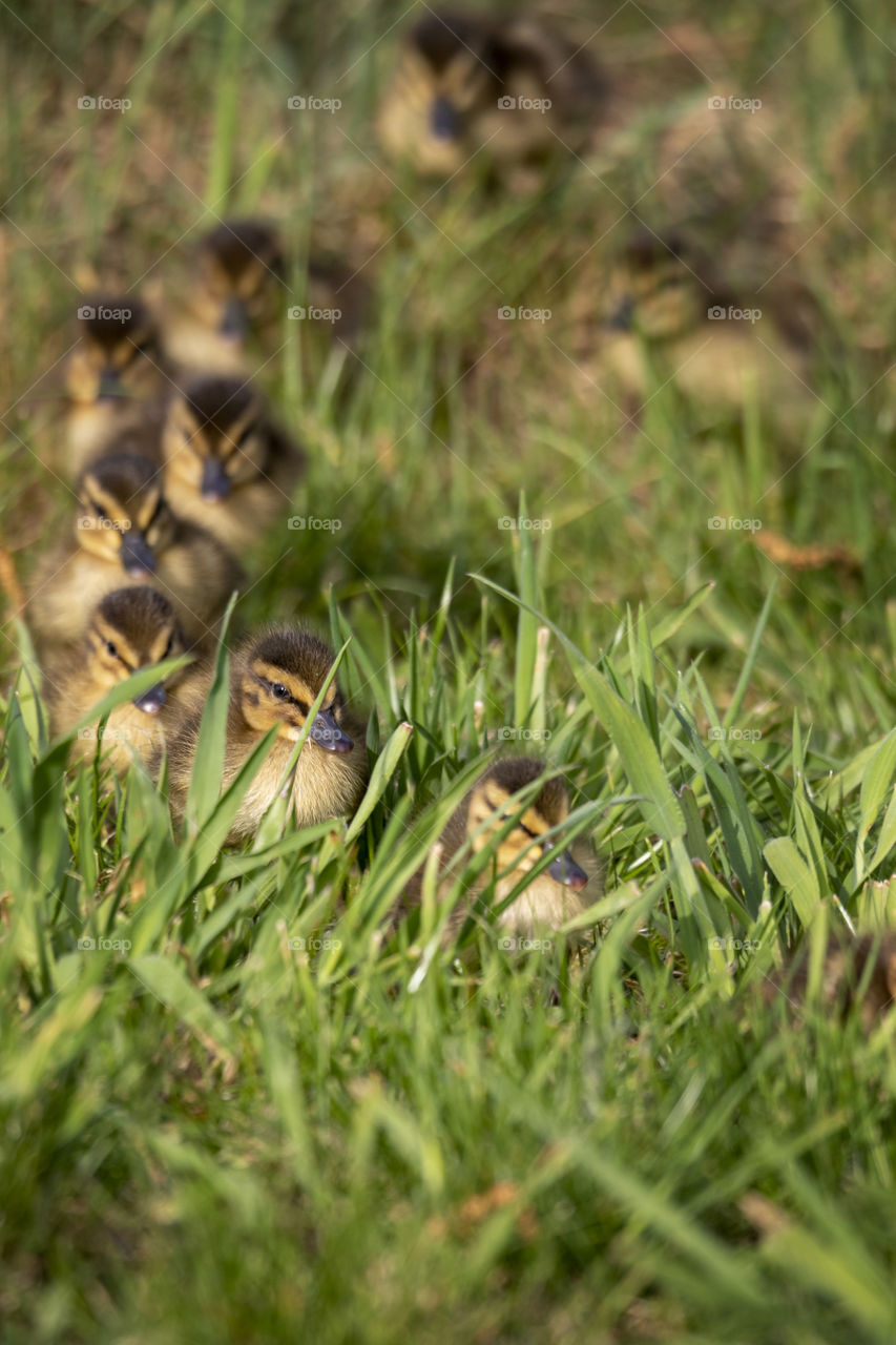 A portrait of a row of little duck chicks, running through some talk grass. they were following their mother duck around.