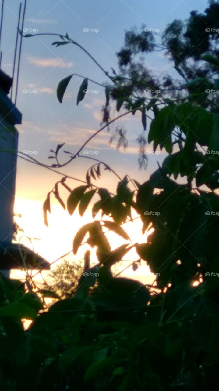 Sunrays making its way through leaves