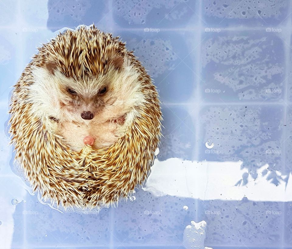 bath time for cotton the hedgehog