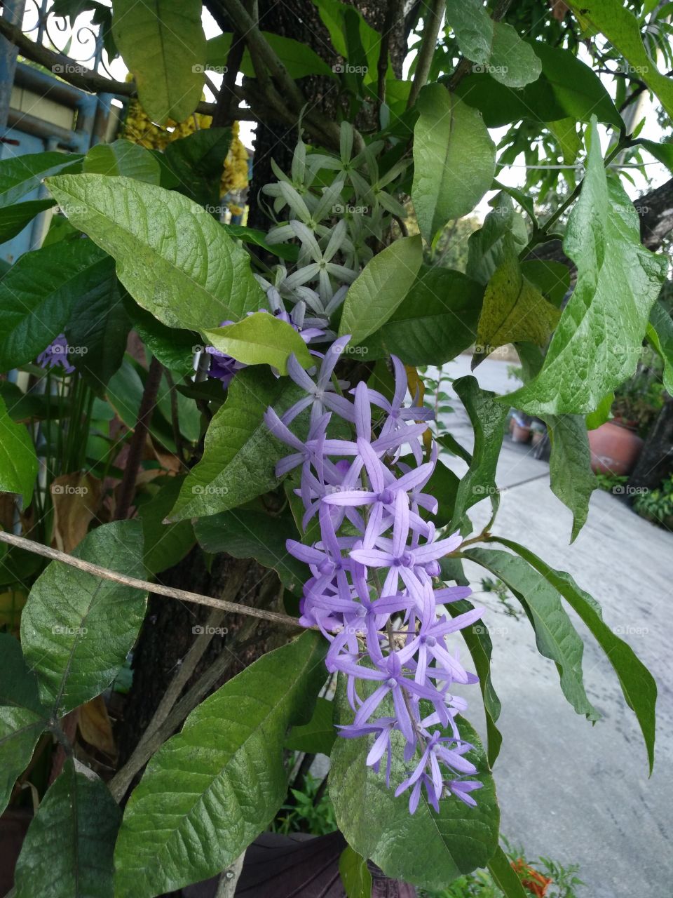 Small flowers in garden