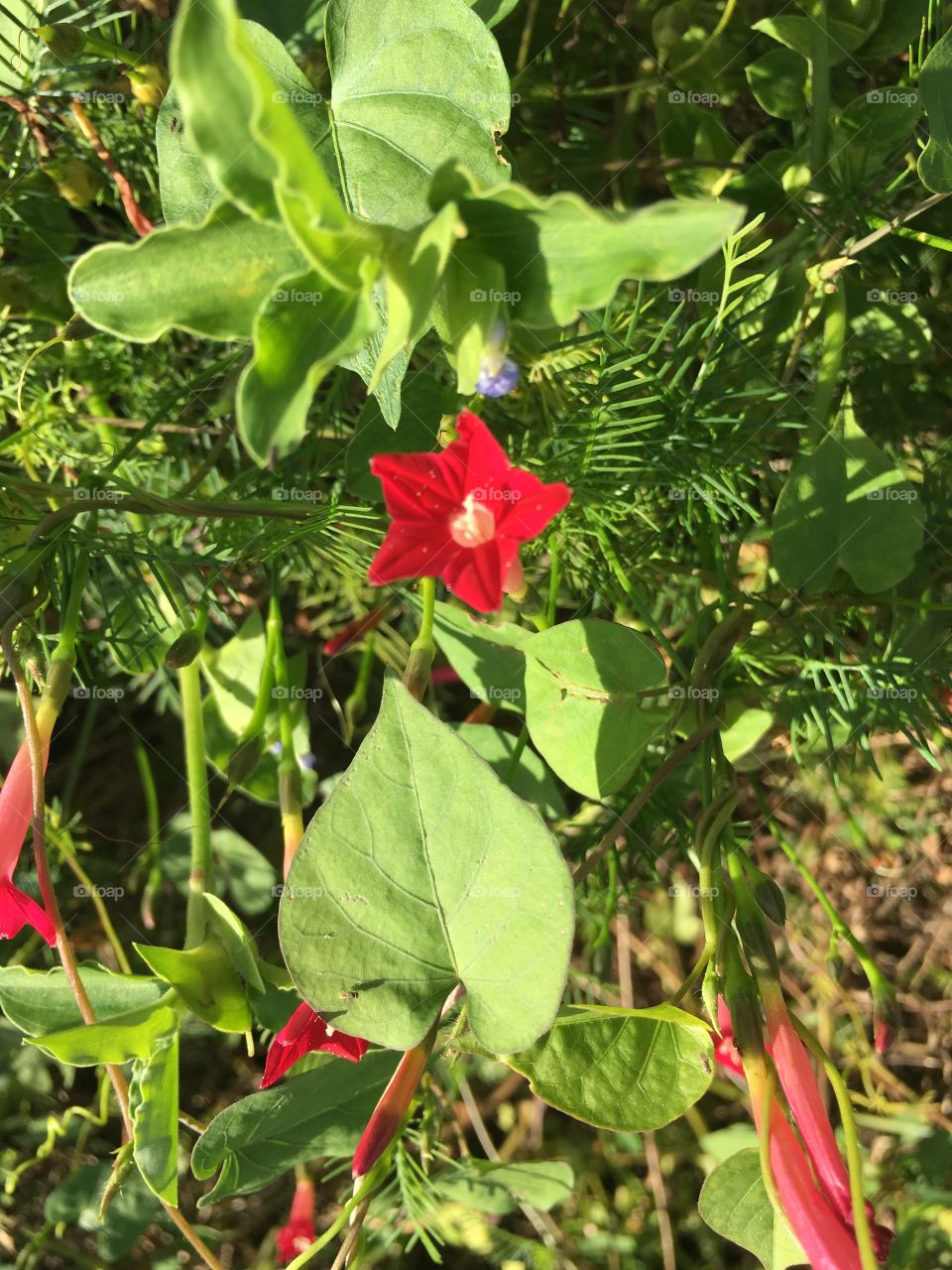 Pretty little red flower 🌺