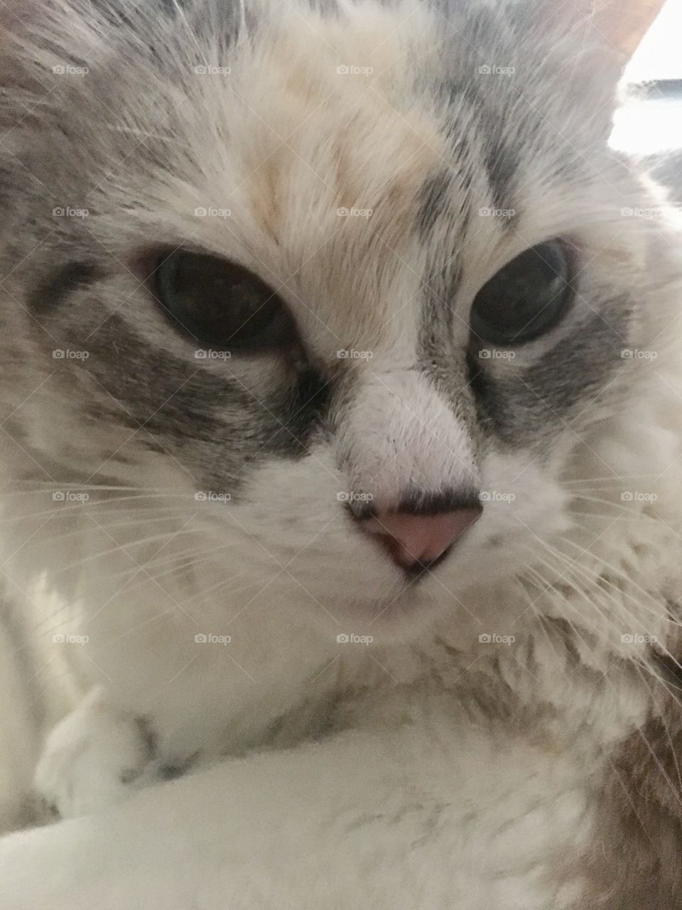 Ragdoll Cat Ms. Dolly