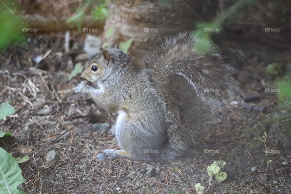 squirrel 