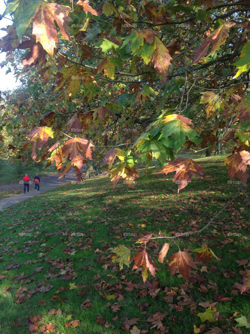 A walk in Green
Park, green and brown
leaves on trees