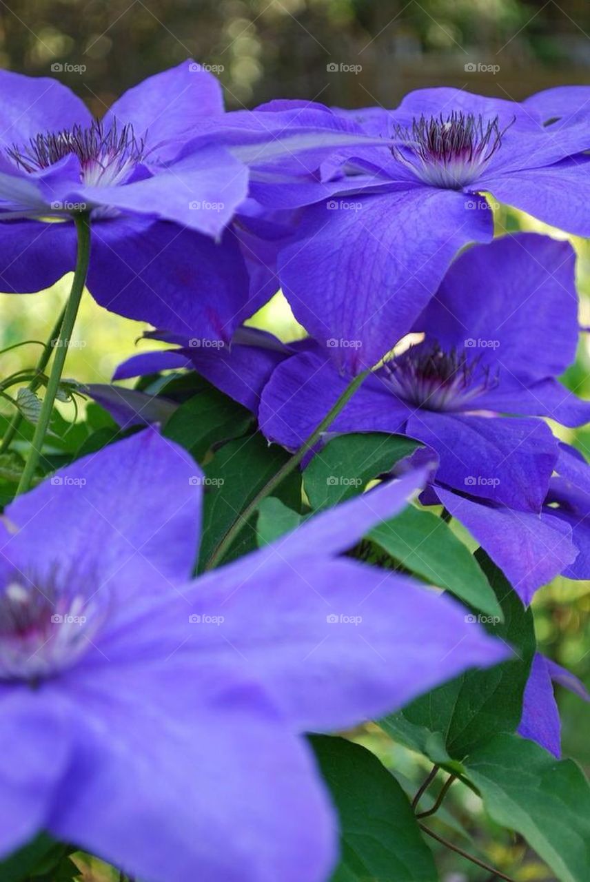 Clematis