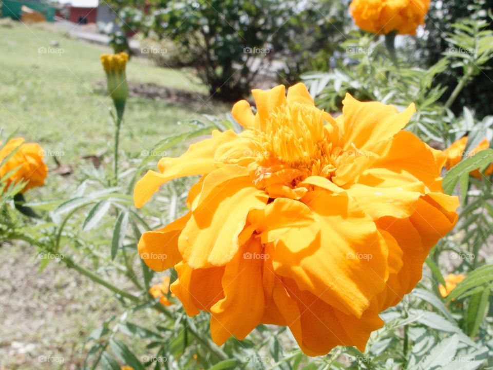 Yellow marigold flower