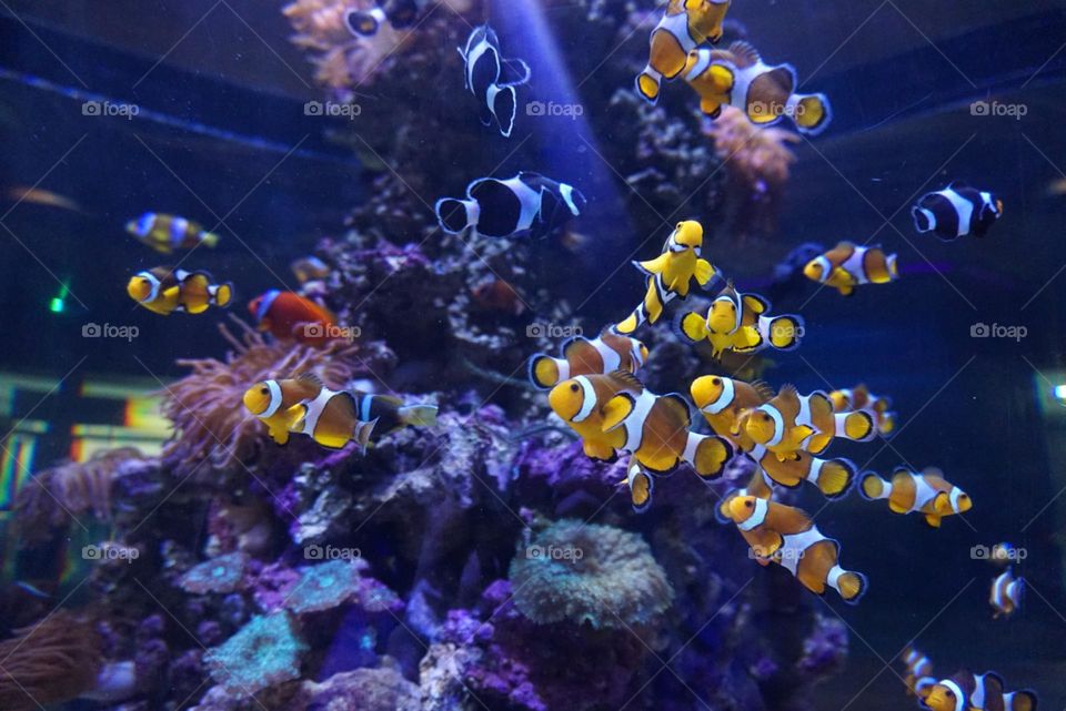 Fishes#aquarium#species#ocean