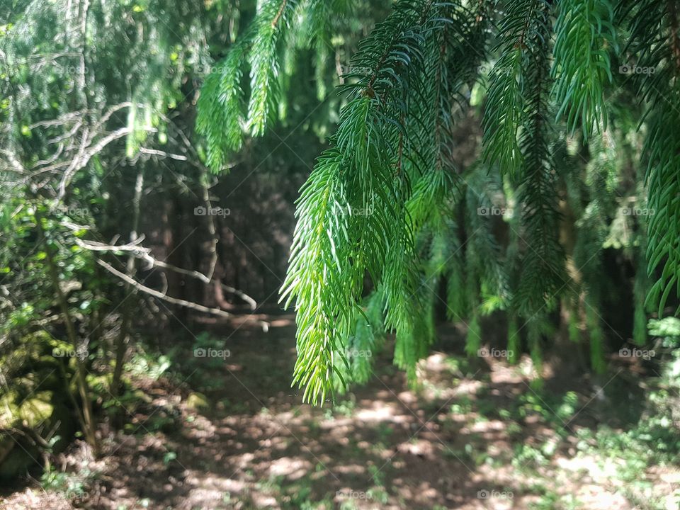 conifer