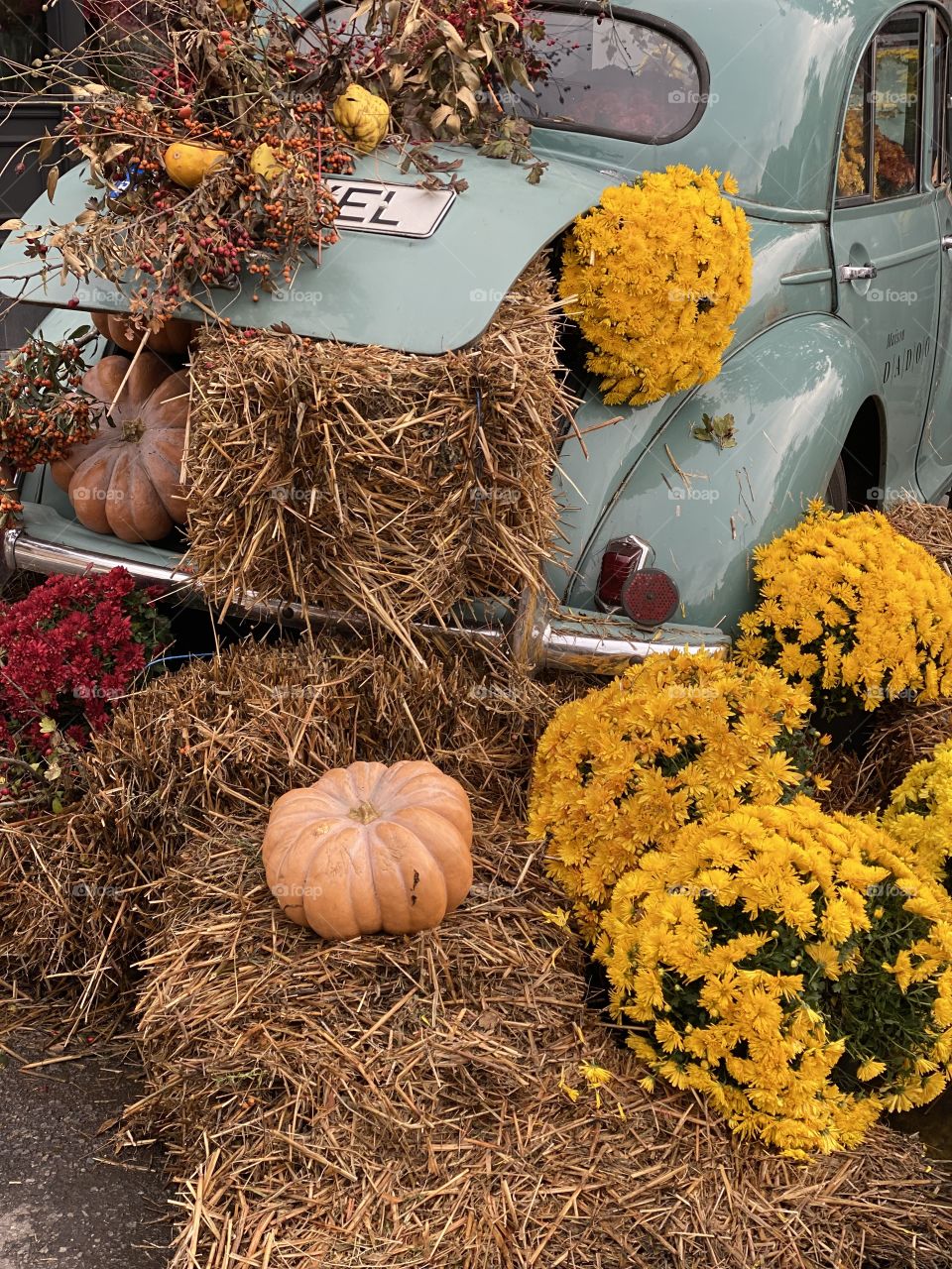 A chrysanthemum and a pumpkin and straws