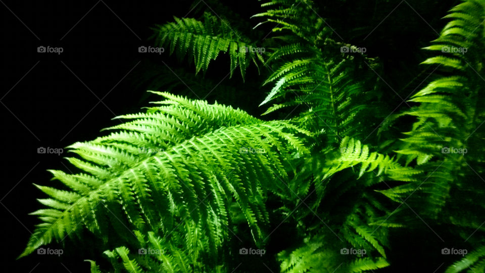 fern