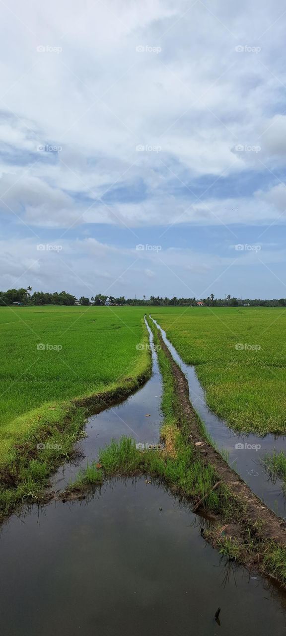 paddy field canal