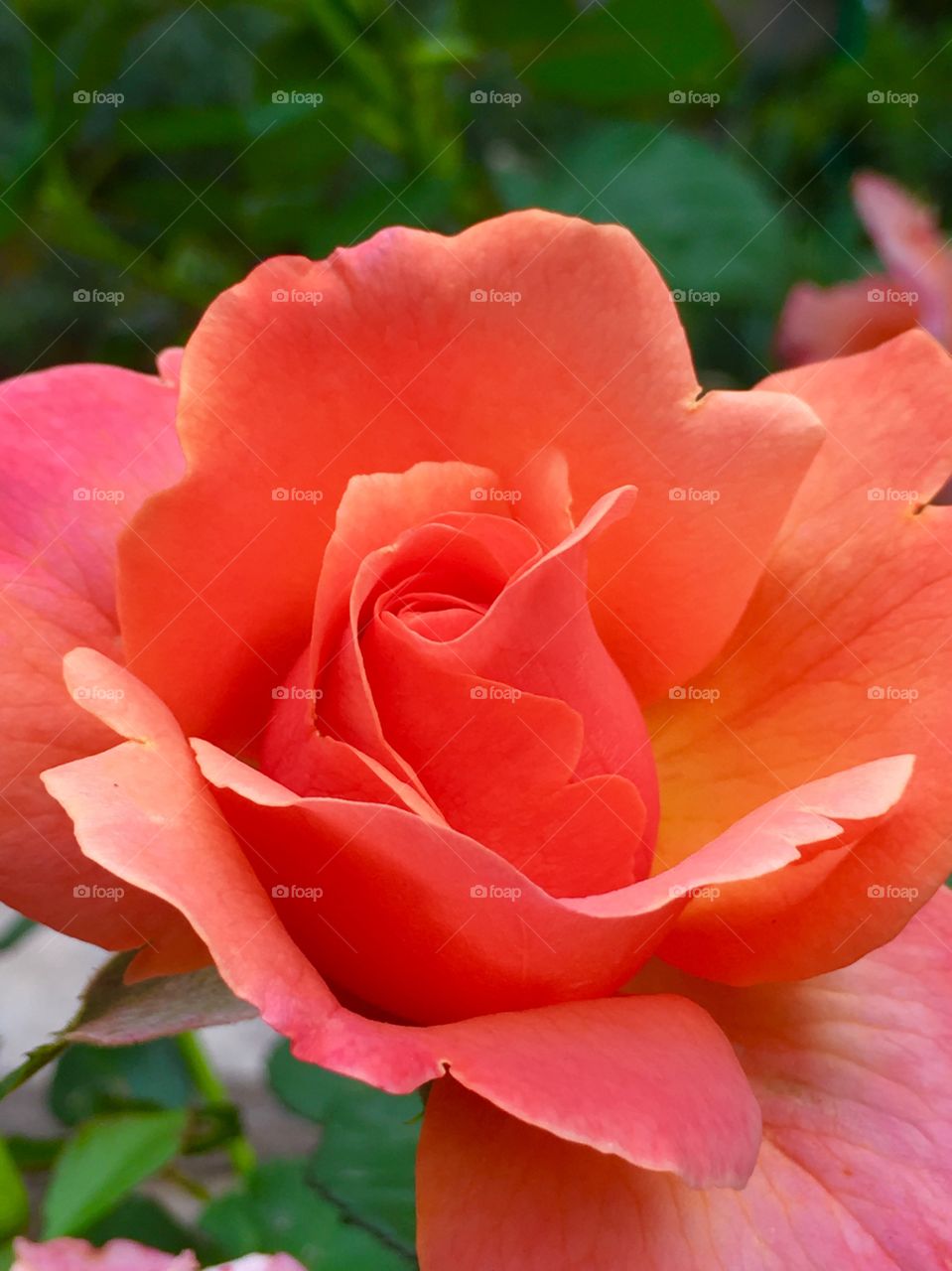Peach colored rose. Elegant rose,soft petals 