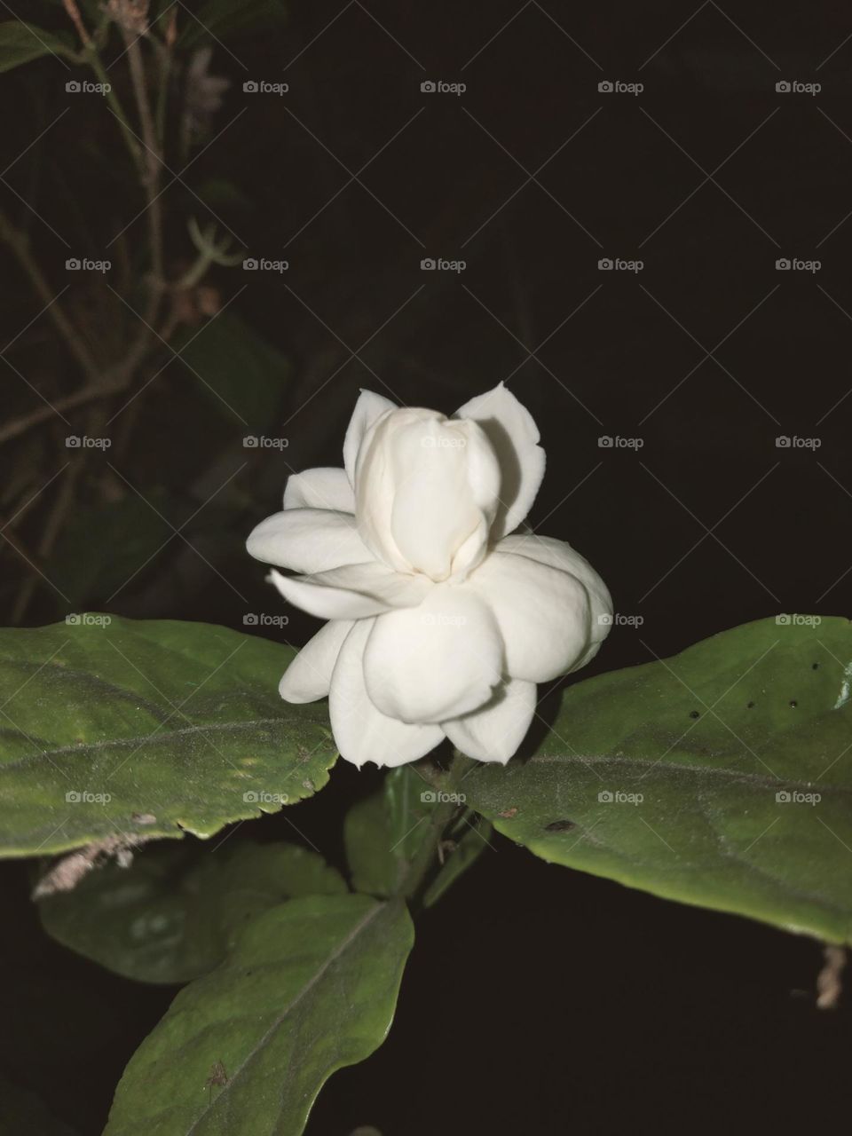 jasmine flower with green leaves