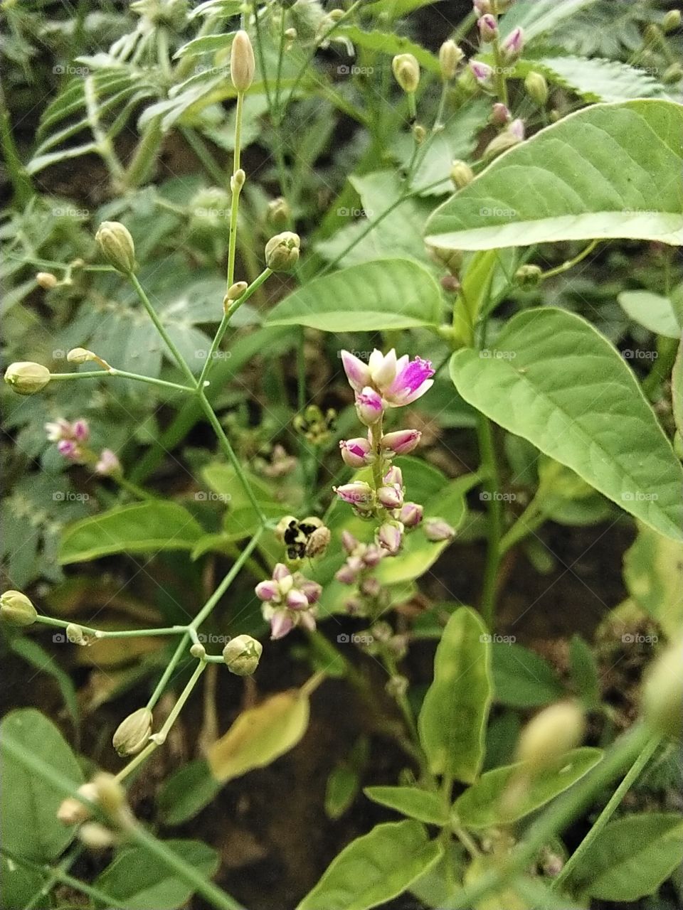 Pink flower among many plants