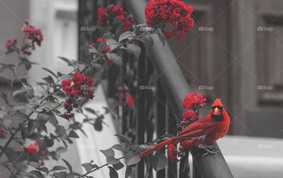 Cardinal maven
