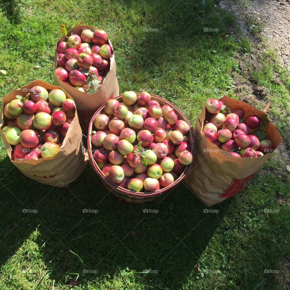 Fruit, Food, Garden, Apple, Basket
