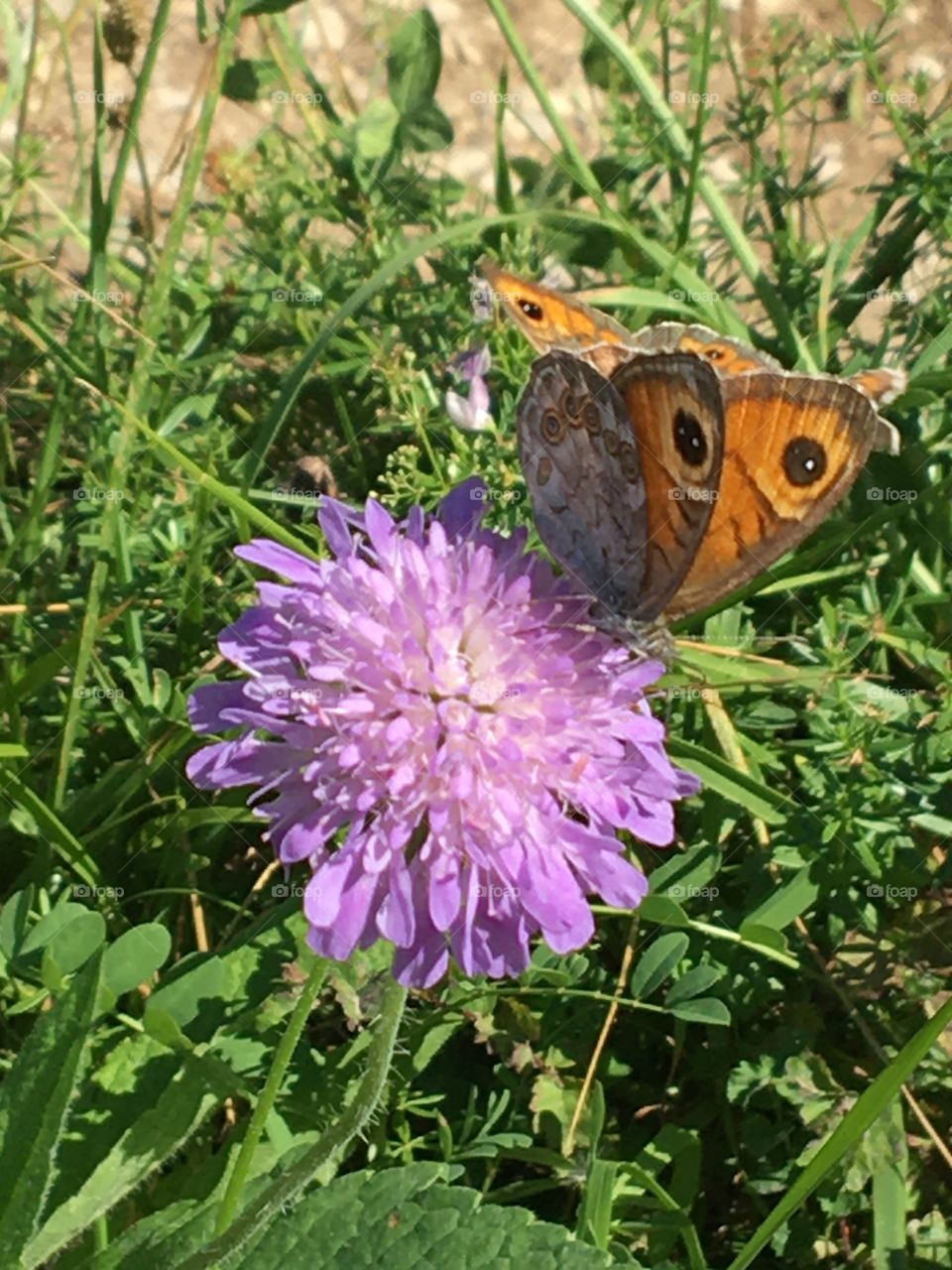 Butterflies lunch