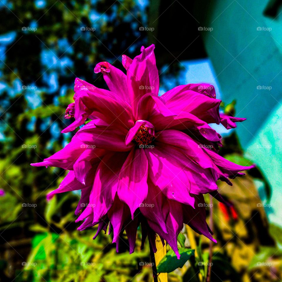 This dahlia flower looks very beautiful.  The petals of the flower are purple in color and bigger. I have photographed this flower in our house.