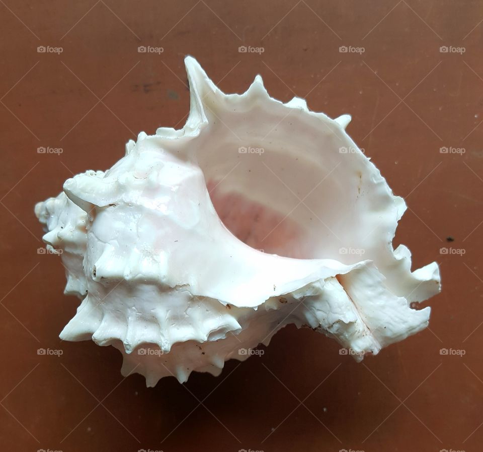 seashell