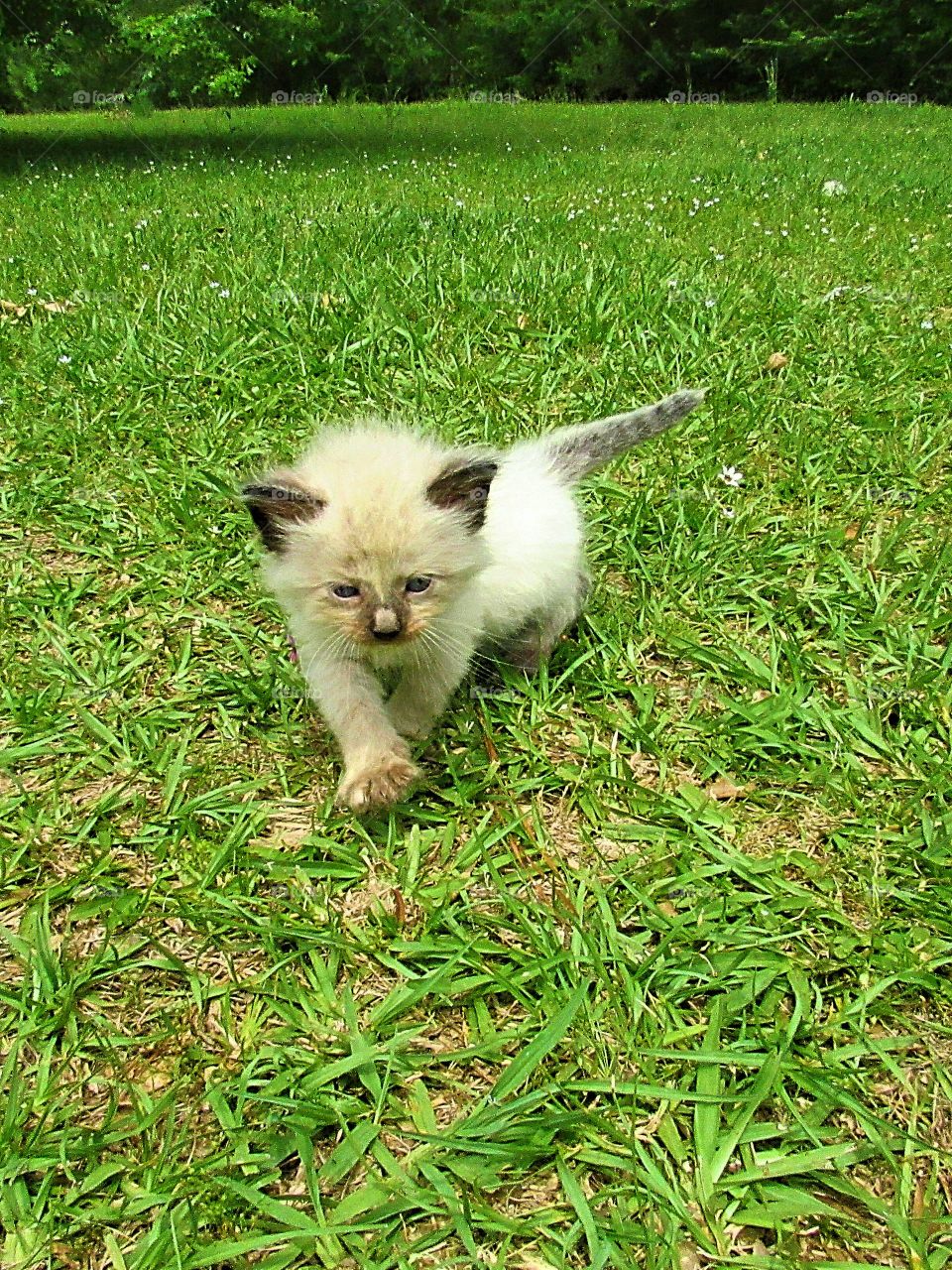 siamese kitten walking in the grass