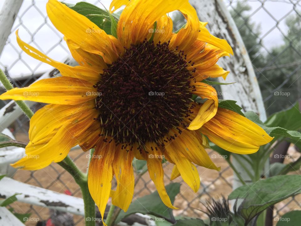 Distressed Sunflower . Another beautiful sunflower