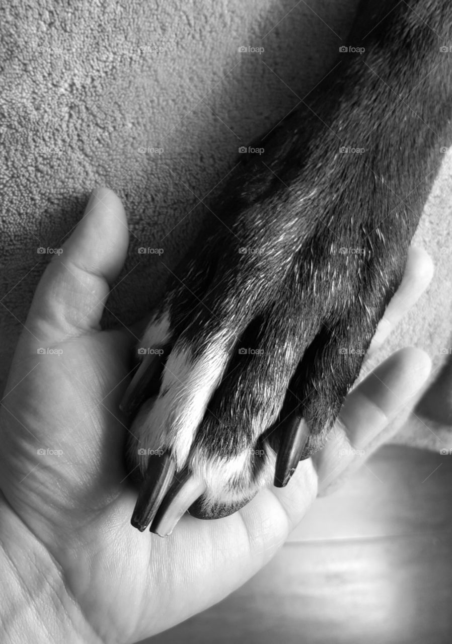 holding hands with my great dane