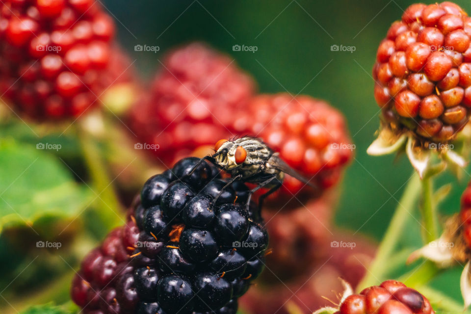 Macro of a fly on blackberry