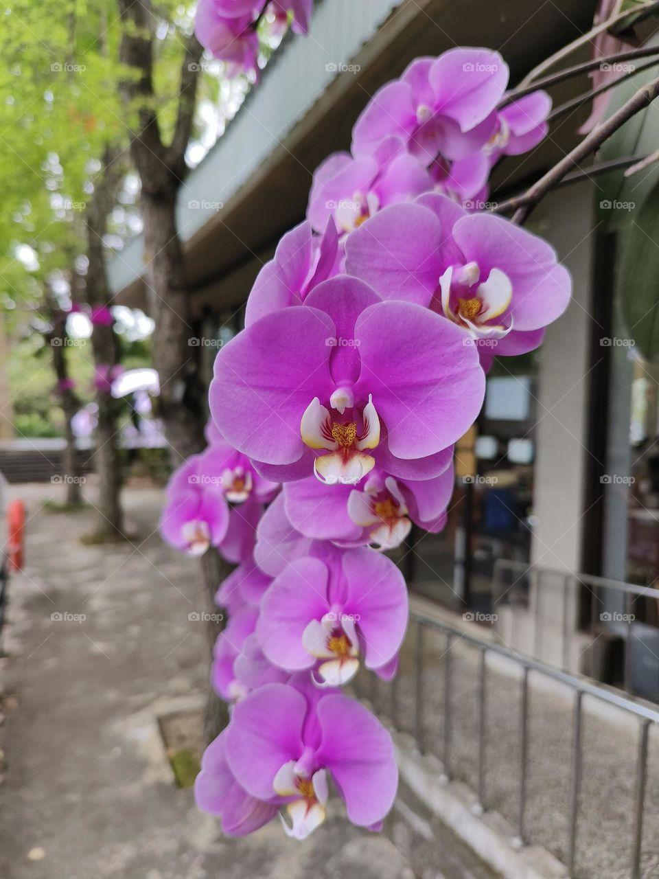 Orchids in Beinan Township Native Applied Botanical Garden