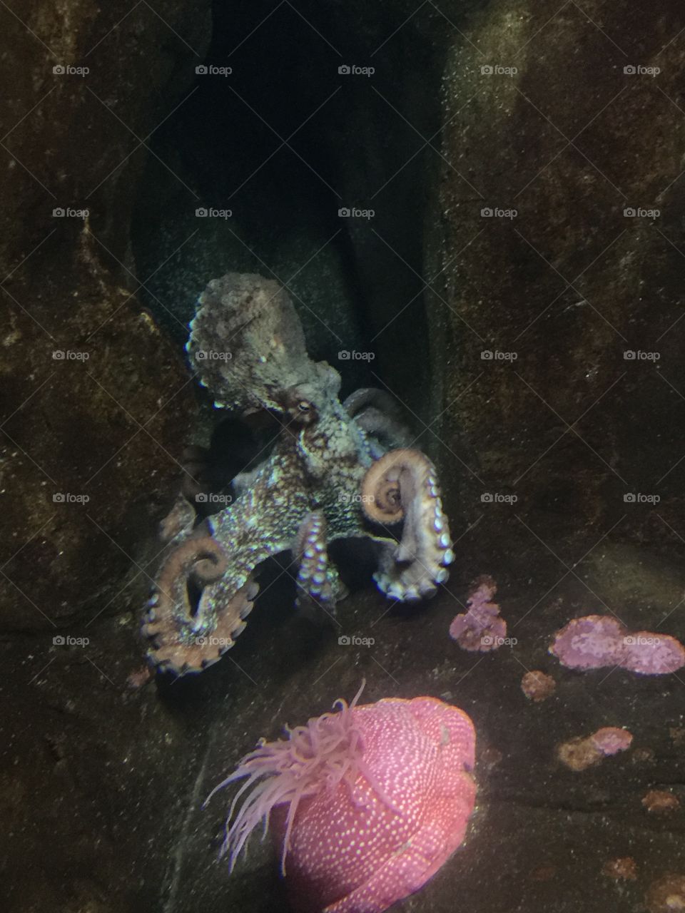 Octopus . Oregon coast aquarium 