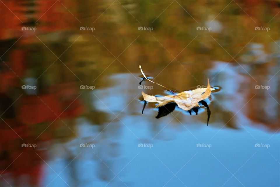 leaf floating on lake with fall trees reflecting on lake.