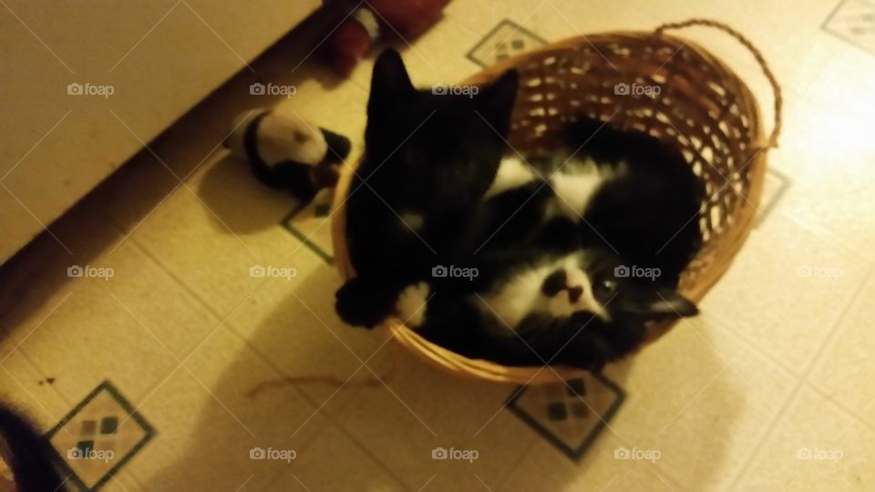 Basket kitty's. How many kitty's can you fit in the basket?